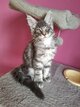 Maine Coon à acquérir