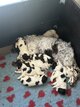 Chiots English springer spaniel avec pedigree