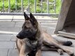 Jeune berger malinois