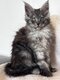 La chatterie A odin