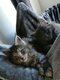 La chatterie A odin