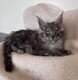 La chatterie A odin