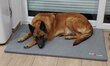 Malinois à donner contre bon soin