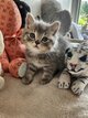British shorthair : Lillac  , bleu, tabby