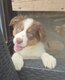 Chiots Berger Australien