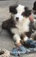 Chiots Berger Australien
