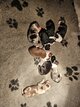 Chiots Berger Australien
