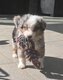 Chiots Berger Australien