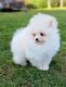 Loulou pomeranien disponible de suite