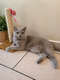 Mâle British Shorthair