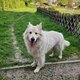 Berger blanc Suisse Mâle