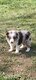 Chiot border collie
