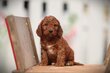 Cockapoo chiots, sociale, intelligente