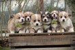Adorables Welsh Corgi Pembrok chiots à vendre,...
