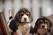 Adorables Beagle chiots à vendre, elevage Belge