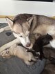 6 chiots huskys