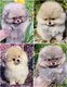 Magnifiques chiots Loulou de Poméranie dispo de...