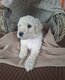 Magnifique caniche royal
