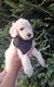 Magnifique caniche royal