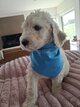 Magnifique caniche royal