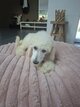 Magnifique caniche royal
