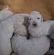 Magnifique caniche royal