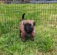 Chiots Bouvier des Flandres