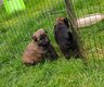 Chiots Bouvier des Flandres