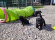 Chiots Bouvier des Flandres