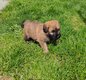 Chiots Bouvier des Flandres
