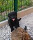 Chiots Bouvier des Flandres