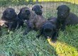 Chiots Bouvier des Flandres
