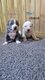 Chiot American staffordshire terrier