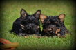 Chiots Yorkshire Terrier nain