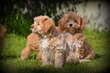 Chiots Maltipoo