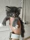 Magnifiques chatons maine coon à réserver