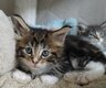 Magnifique chatonne maine coon à réserver
