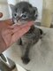 Magnifiques chatons maine coon à réserver