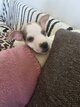 Chiot Jack russel