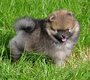 Superbes chiots Loulou de Poméranie 🐶✨