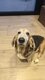 Basset Hound à donner