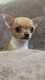 Manifique Chihuahua chiot femelle poil court