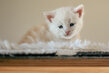 5 chatons Maincoon à vendre