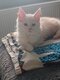Chaton femelle Maincoon à vendre