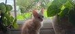 Chaton femelle Maincoon à vendre