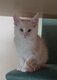 Chaton femelle Maincoon à vendre