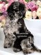 Caniche merle pedigree Kennel club belge adn test...