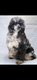 Caniche merle pedigree Kennel club belge