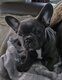 Chiot Bulldog français avec pedigree
