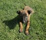 Vendre chiots berger malinois